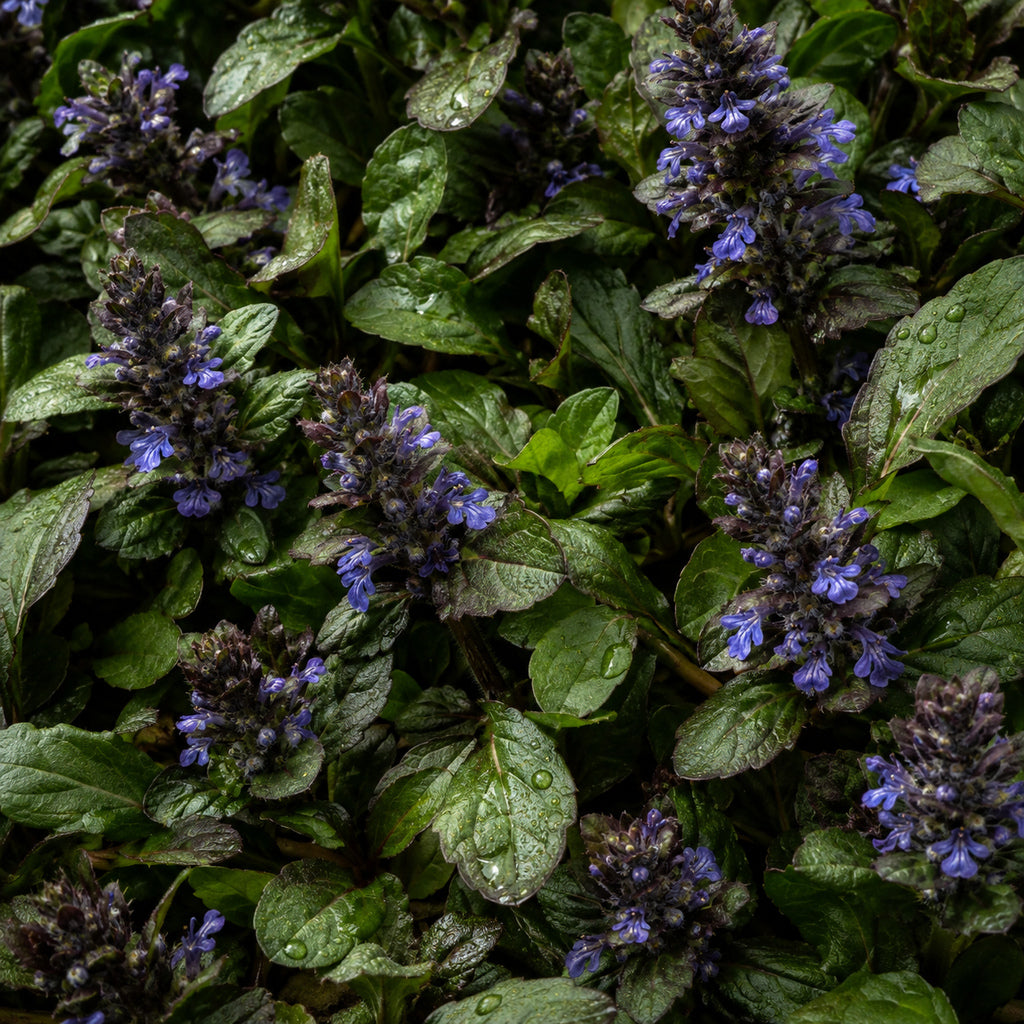 Ajuga turkestanica